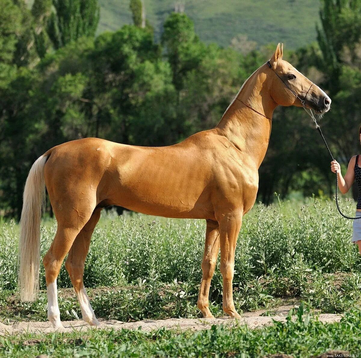 Золотистая лошадь. Порода лошадей ахалтекинец. Ахалтекинская Изабелловая. Конь ахалтекинской породы. Буланый ахалтекинец.