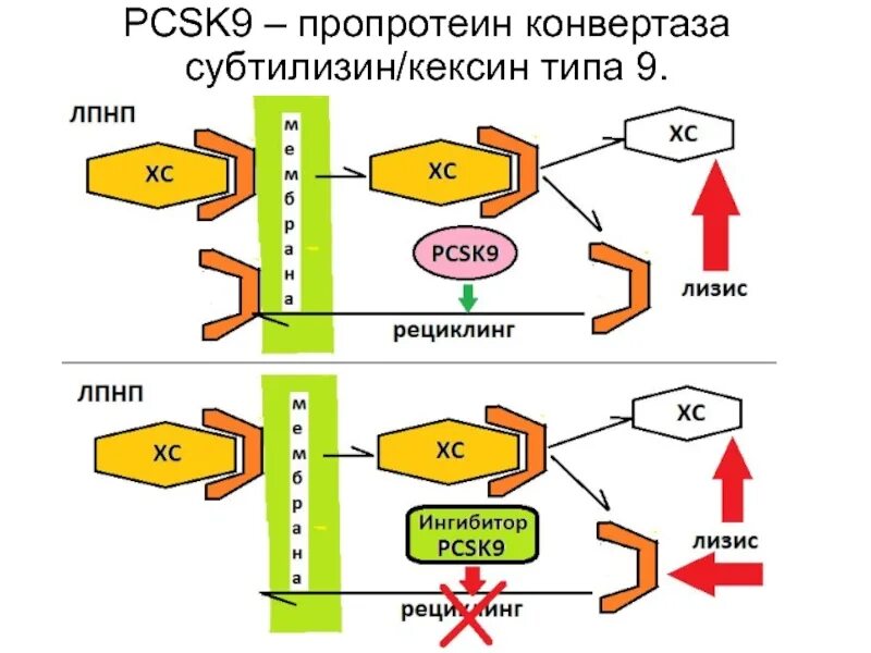 Ингибиторы Psk 9. Ингибиторы pcsk9 механизм. Ингибиторы ПСК 9 препараты. Ингибиторы pcsk9