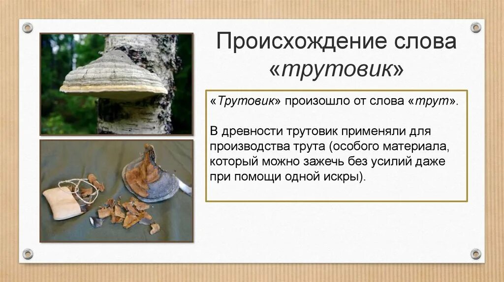 Нашел происхождение слова. Трутовик гриб паразит. Трутовик презентация. Грибы трутовики презентация. Возникновение слова.