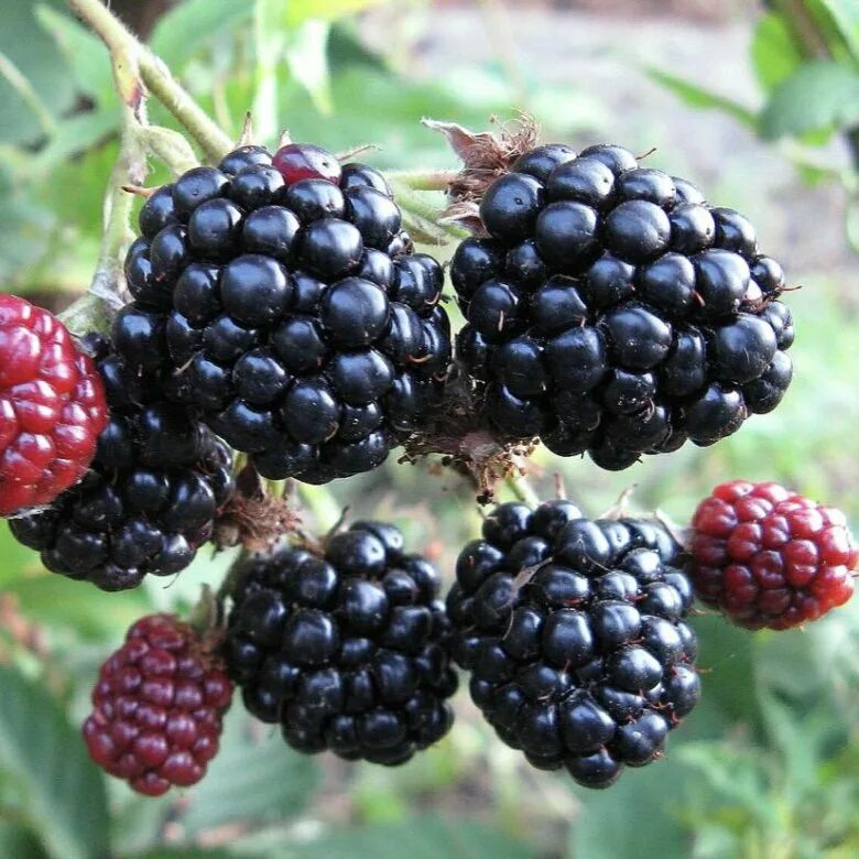 Ежемалина tayberry. Ягода ежемалина. Ежемалина логанберри. Ягода ежемалина. Ежемалина тайберри куст.