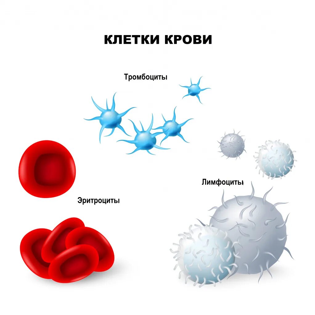 Сколько клеток крови. Эритроциты лейкоциты тромбоциты рисунок. Клетки крови эритроциты лейкоциты тромбоциты рисунок. Гемоглобин эритроциты лейкоциты тромбоциты. Нарисовать эритроциты лейкоциты тромбоциты.