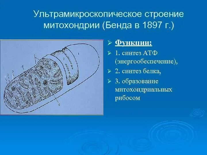 Строение митохондрии и ее функции. Строение митохондрии и ее функции