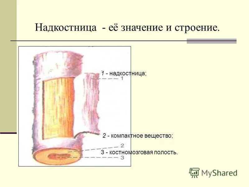 Особенность строения надкостницы какую функцию она выполняет. Строение надкостницы. Строение надкостницы анатомия. Камбиальный слой надкостницы. Функции надкостницы.