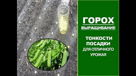 Расстояние посадки гороха