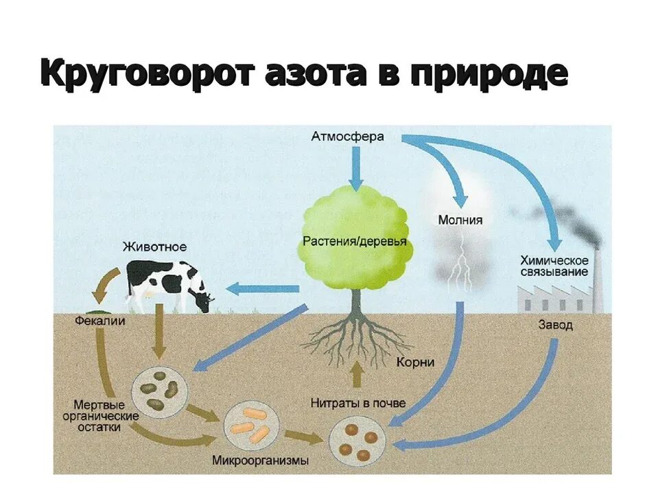 Кругооборот азота в биосфере. Круговорот азота в биосфере схема. Круговорот азота в биосфере. Круговорот углерода в биосфере. Последовательность этапов движения кислорода