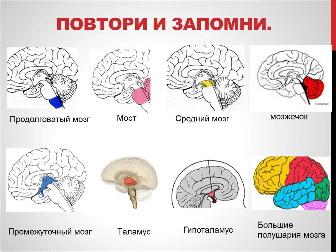 1 2 3 1 brain
