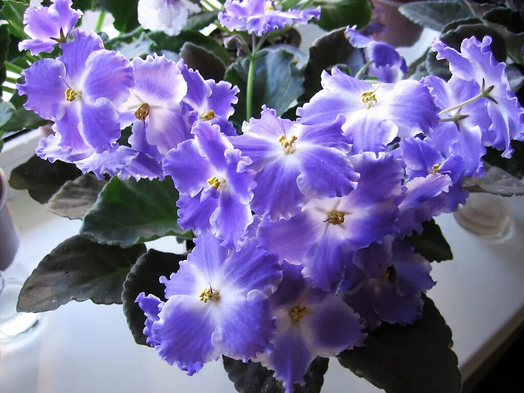 Жизнь фиалки. Жизнь фиалки. Фиалка ле элли. Сенполия пт шарлиз. Фиалка жизненная сила.