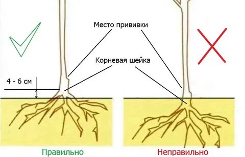 В какое время года лучше сажать яблони