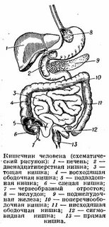 Строение кишечника схема