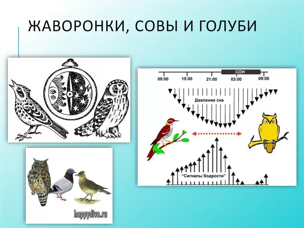 Хронотип Сова Жаворонок голубь. Хронотип Совы Жаворонки голуби. Биоритмы Жаворонки Совы и голуби. Биоритм Сова.