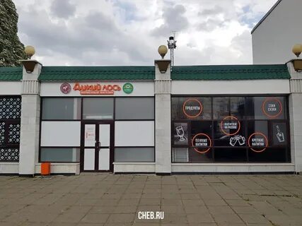 Дикий лось чебоксары