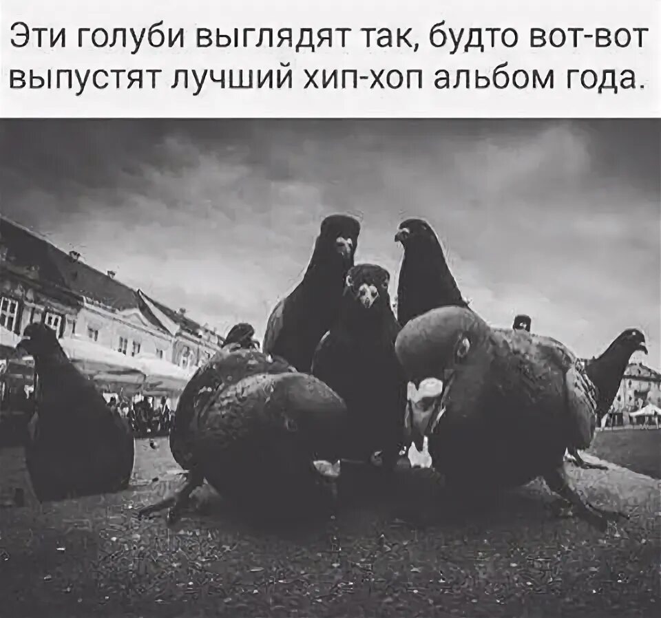 Альбом с голубем