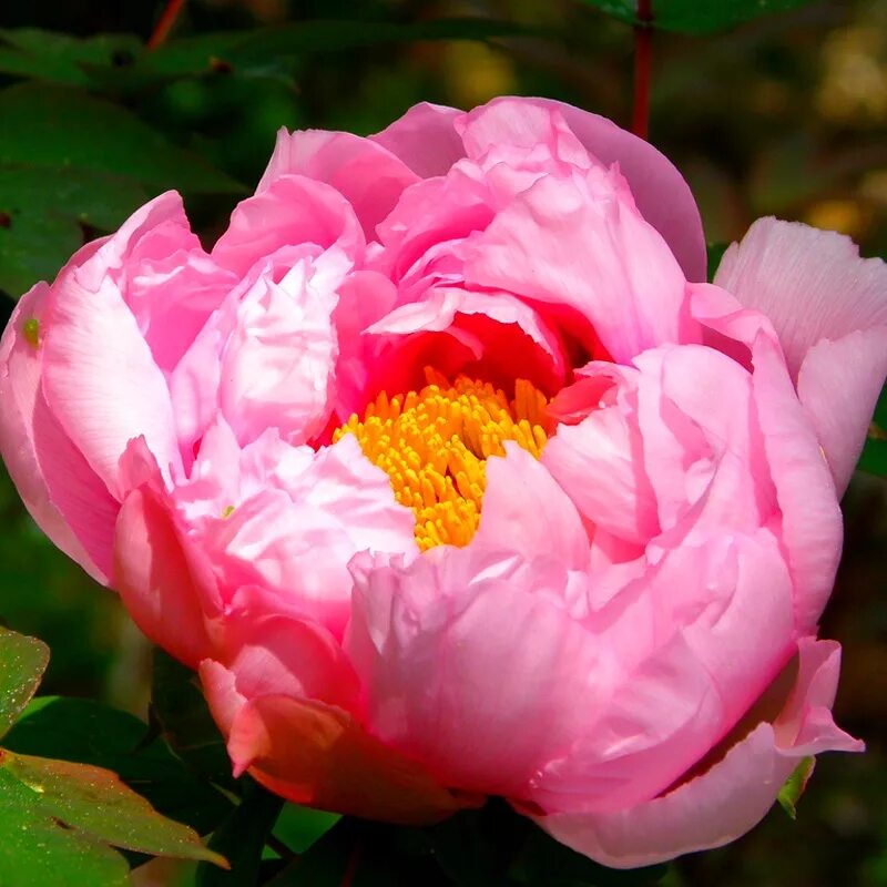 Пион любимый цветок. Пион маэстро. Пион любимый цветок. Пион любимый цветок. Пион вивид роуз.
