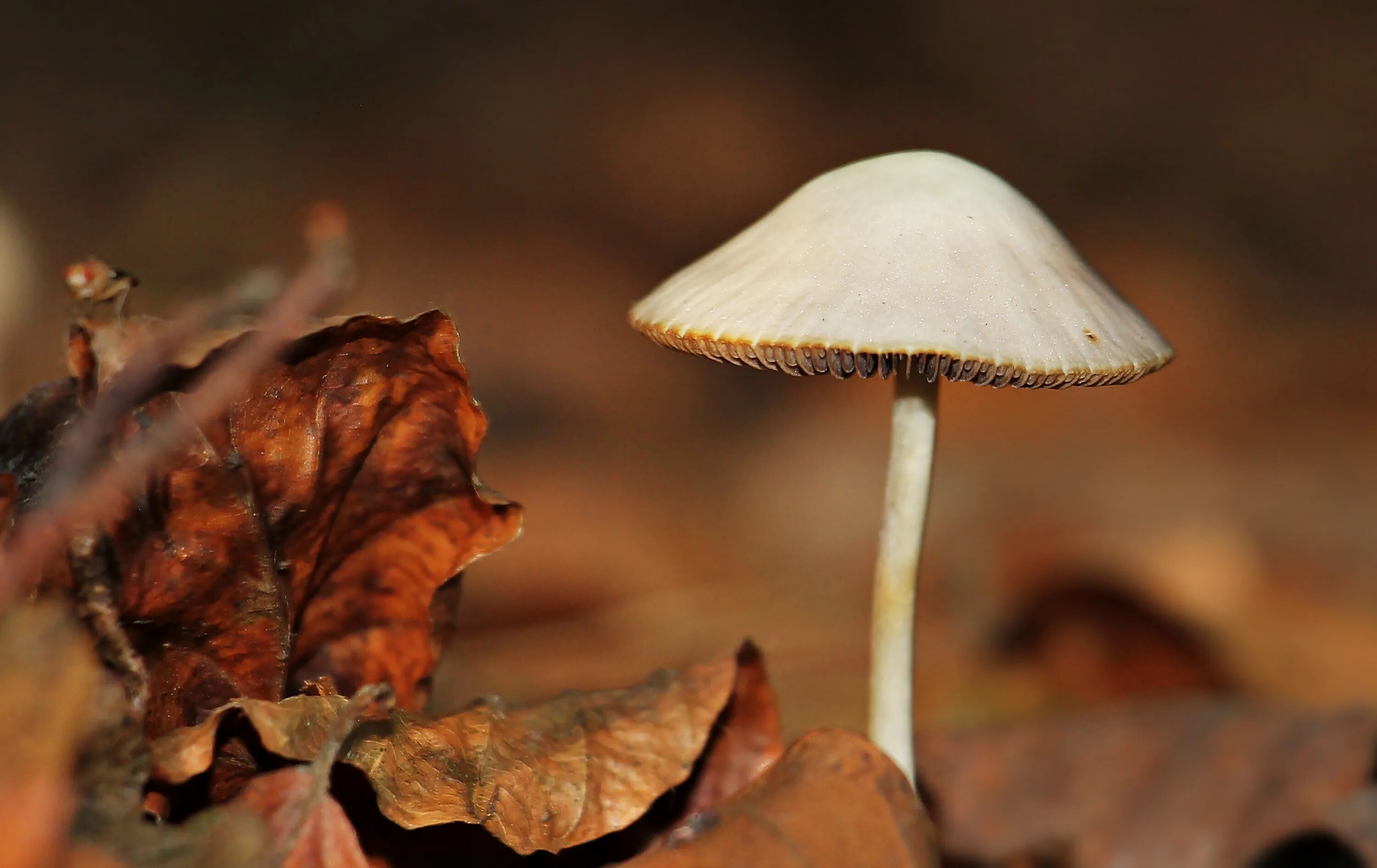 Хороша грибами время года. Осенние грибы. Коричневый осенний гриб. Коричневый в природе. Осенние грибы картинки.