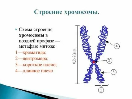 Двухроматидные хромосомы во время мейоза