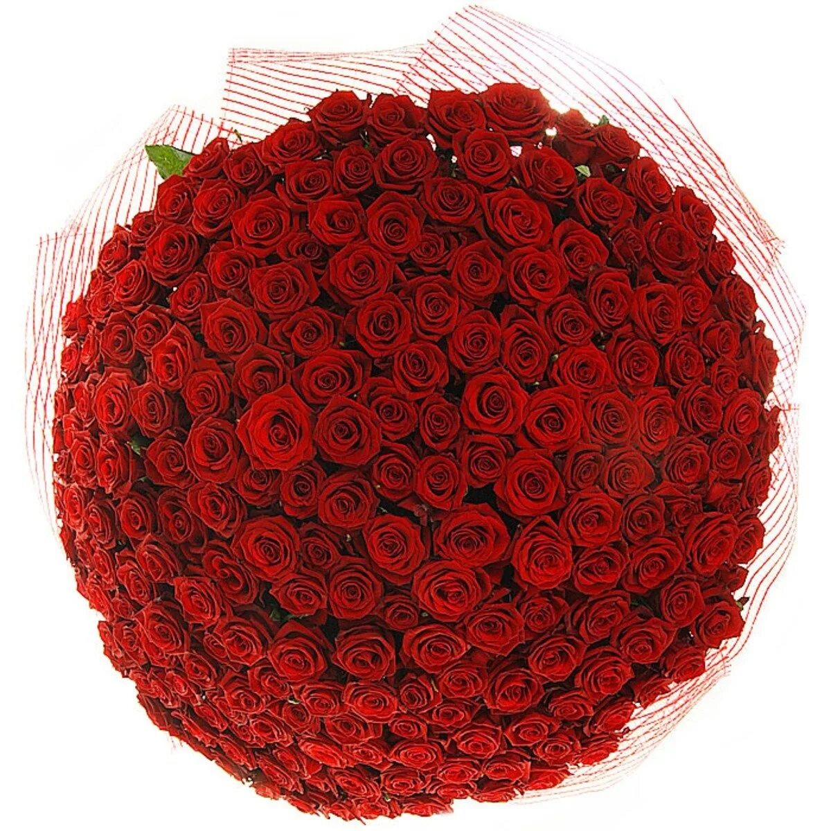 Большой букет красных роз. Букет из красных роз. Красивый букет из красных роз.