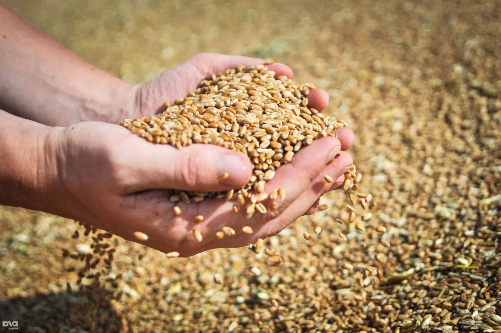 Реализуем зерно. Урожай зерна. Сбор зерна. Сбор урожая пшеницы. Урожай сельскохозяйственных культур.