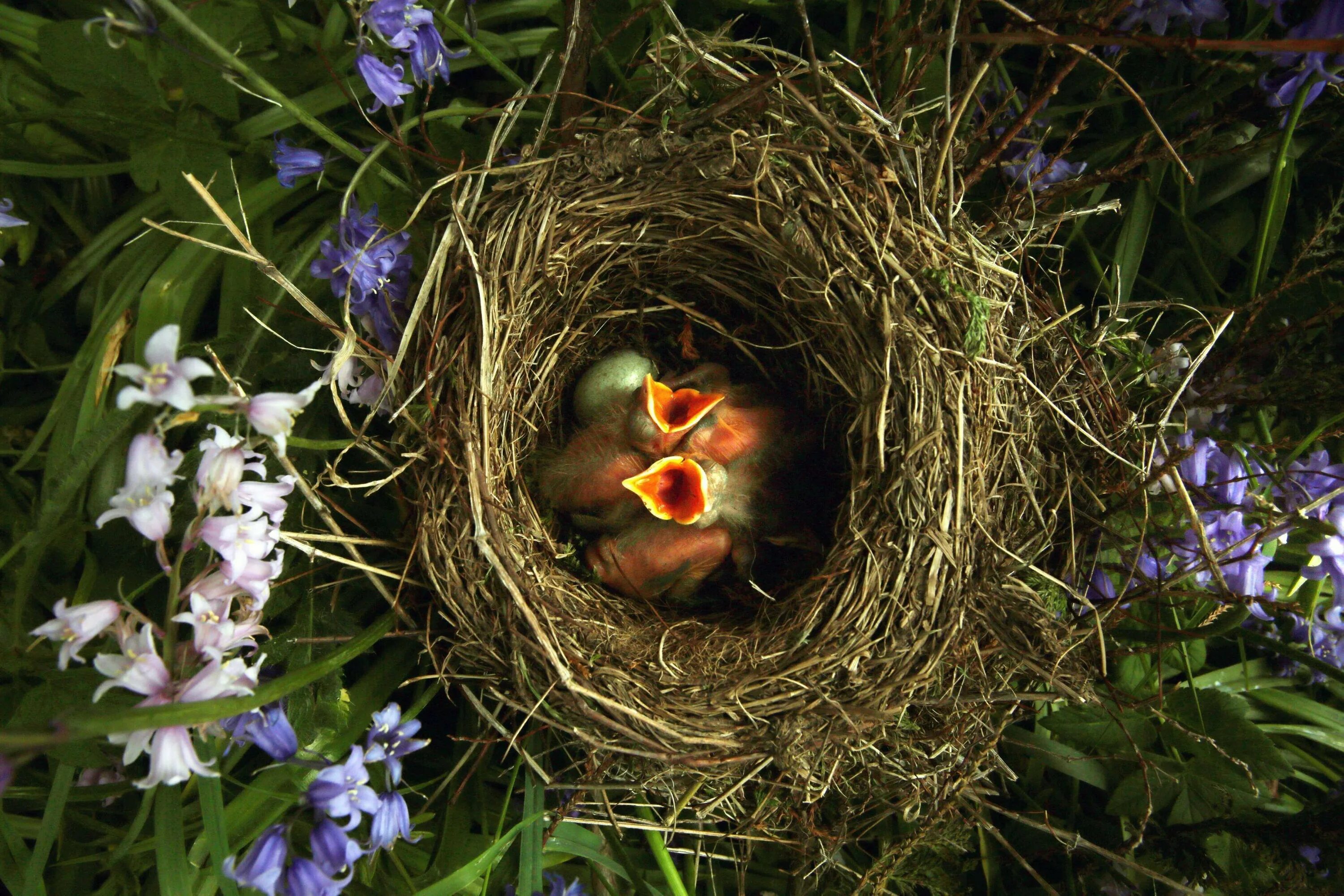 The bird nest