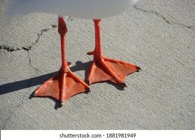 Webbed foot