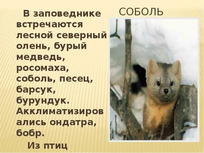 Барсук и бурундук. Нейтрализация бурундук северный олень. лишнее в ряду песец бурундук ель. фишер это писец или соболь.