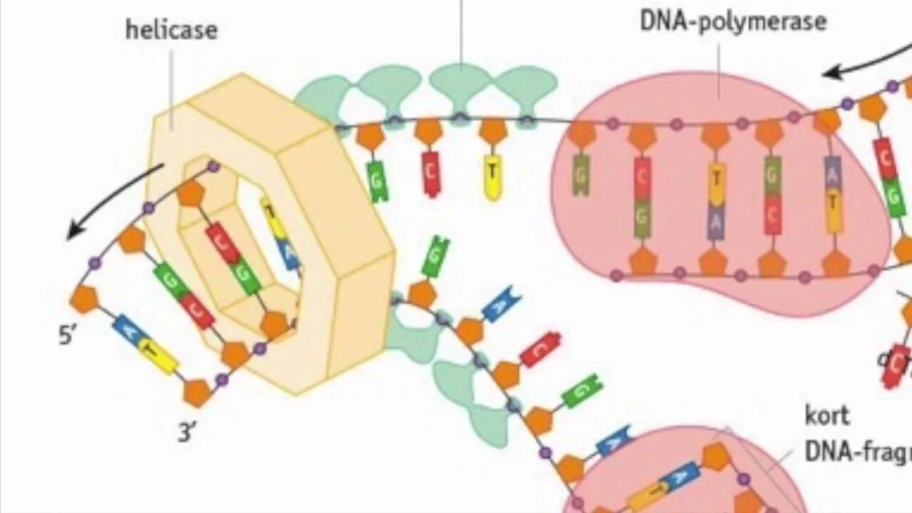 Фермент хеликаза. Хеликаза. ДНК хеликаза и геликаза. ДНК хеликаза строение. Хеликаза функция.