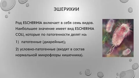 Эшерихия коли это
