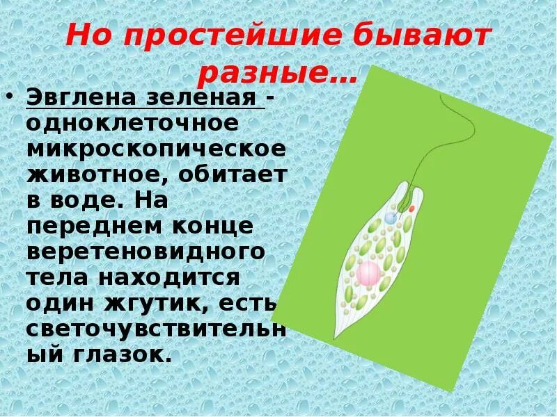 органоиды движения эвглены зеленой. глазок эвглены. светочувствительный глазок у зелёной эвглены. светочувствительный глазок. светочувствительный глазок эвглены.
