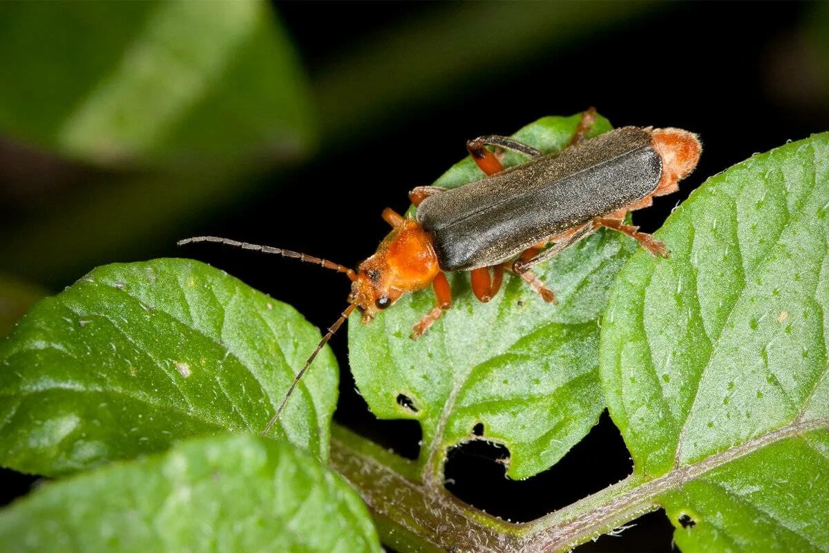 Клоп-солдатик – pyrrhocoris apterus. Жуки пожарники фото вред и польза. Жук пожарник жук. Жук пожарник клоп солдатик. Мягкотелка жук пожарник красный.