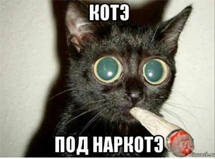 Коте п