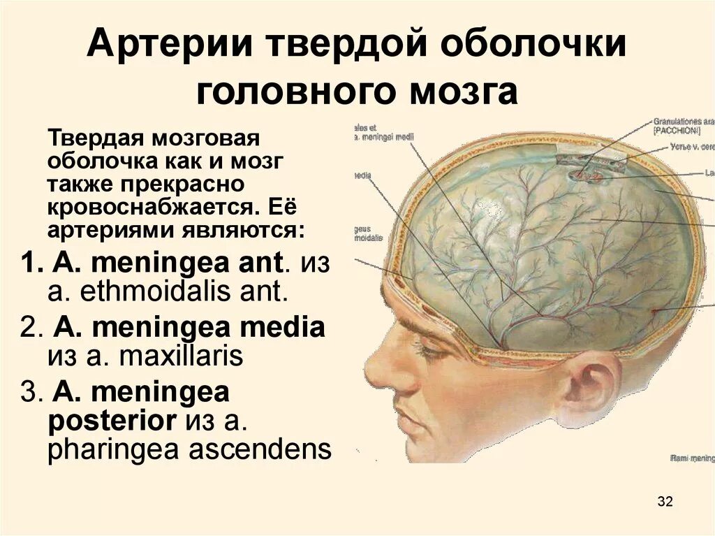 Артерии среднего мозга