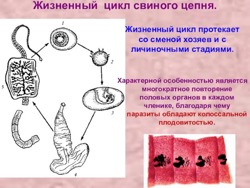 У червей паразитов со сменой хозяев происходит. Жц свиного цепня. финна свиного цепня жизненный цикл. личиночные стадии свиного цепня. жизненный цикл червей цепней.