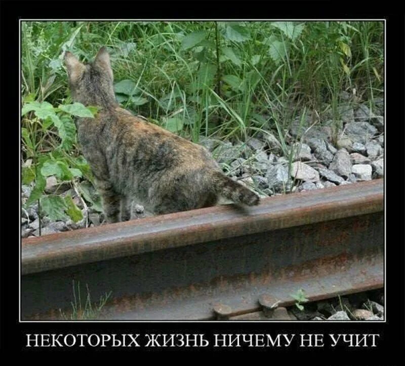 Ничему жизнь не учит. Жизнь ничему не учит. некоторых жизнь ничему не учит кот. ничему жизнь не учит кот на рельсах. демотиватор некоторых жизнь ничему не учит.