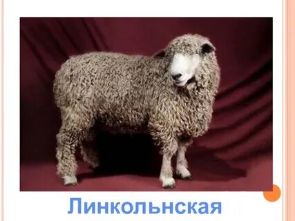 Что дает овца