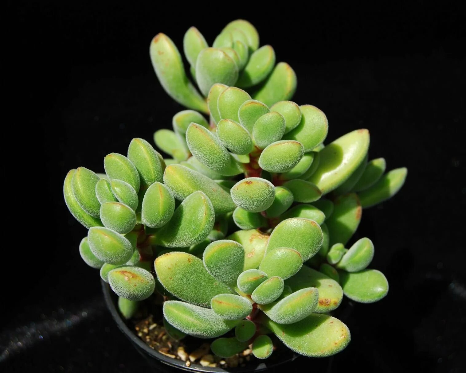 Толстянка, crassula. Крассула толстянка денежное. Суккулент крассула. Крассула брауна. Крассула семенам.