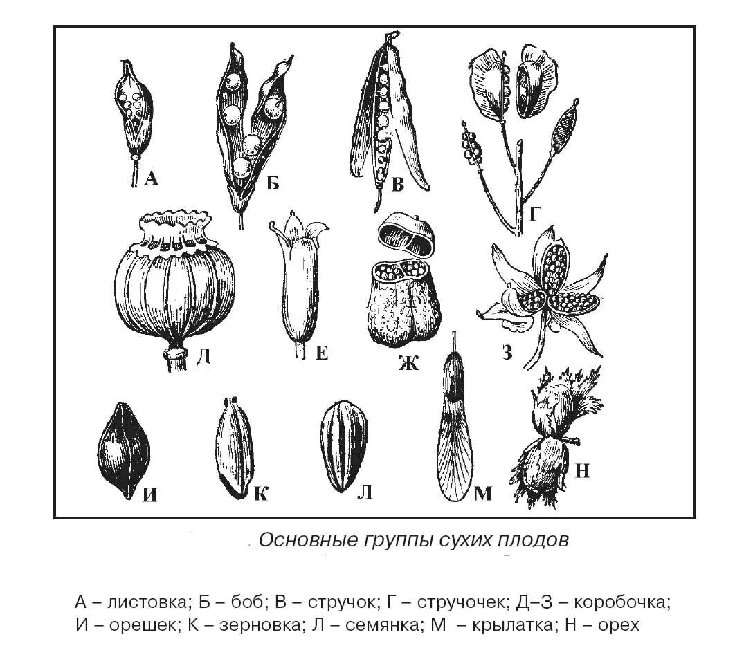 Укажите название плода этого растения. Семянка костянки плода. Коробочка стручок Зерновка семянка. Семянка коробочка костянка. Строение сухих плодов.