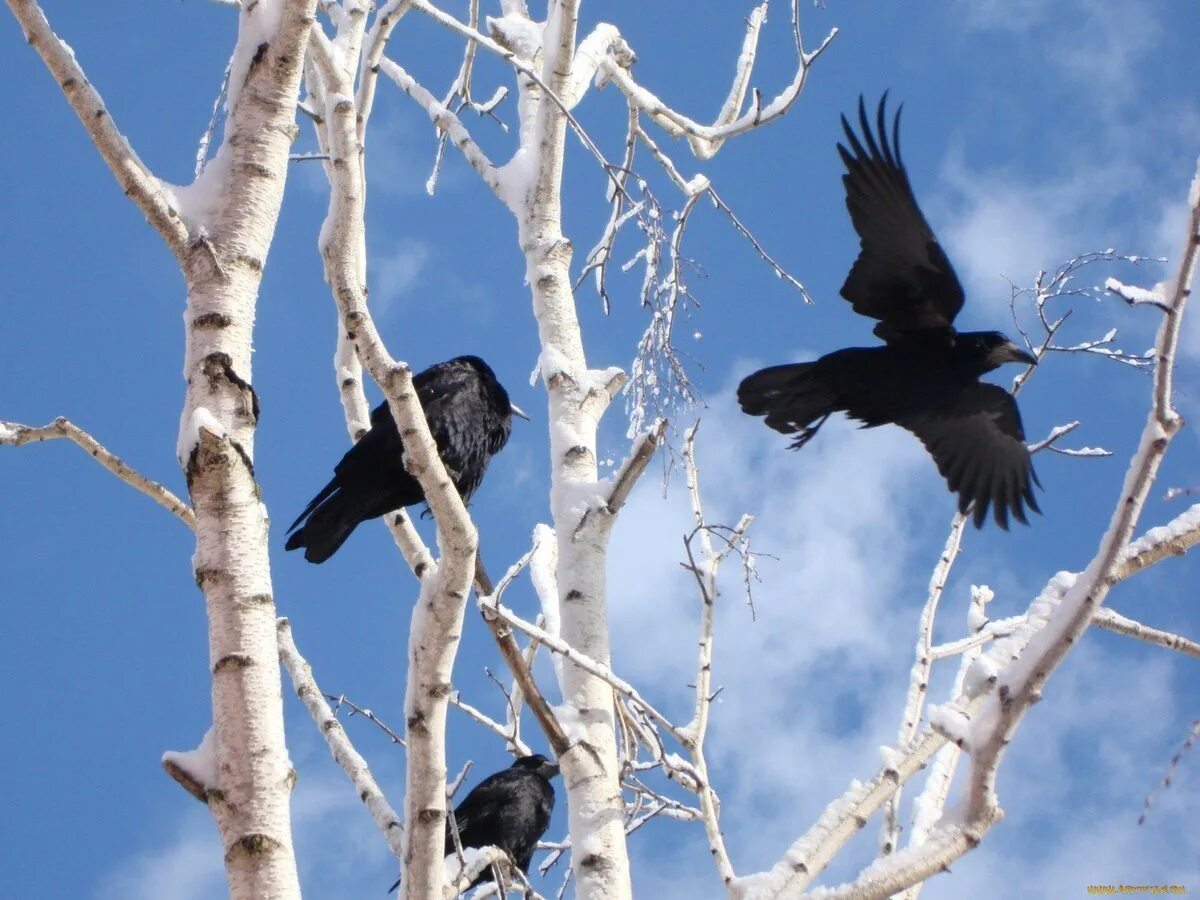 гнездо вороны и грача. сорока птица. гнезда грачей и ворон. птицы на верхушках деревьев. грач желтоклювый.