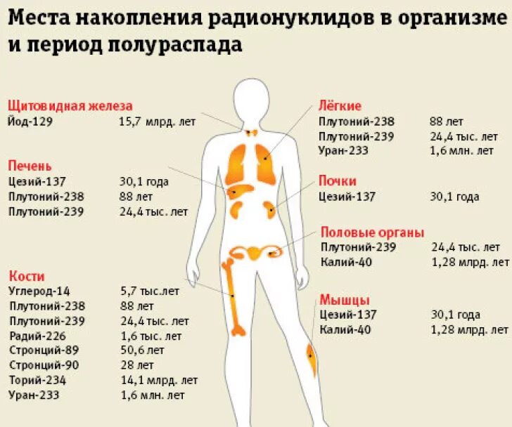 Характер распределения радиоактивных веществ в организме. Места накопления радионуклидов в организме и период полураспада. Места накопления радионуклидов в организме человека. Накопление радионуклидов стронция-90 в организме человека.