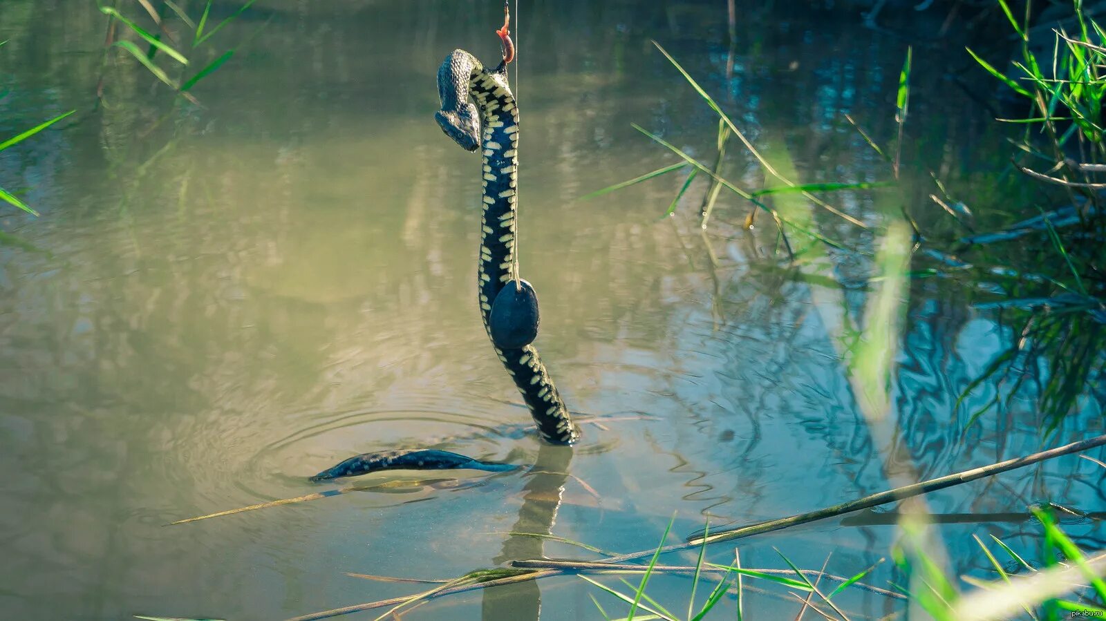 Змея и рыбак. Ловля рыбы змеей. Рыба уж. Ловля змей. Змеи на рыбалке.