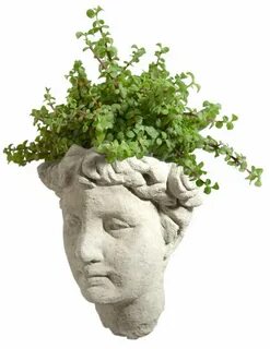 Head plant