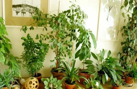Какие растения в детскую комнату