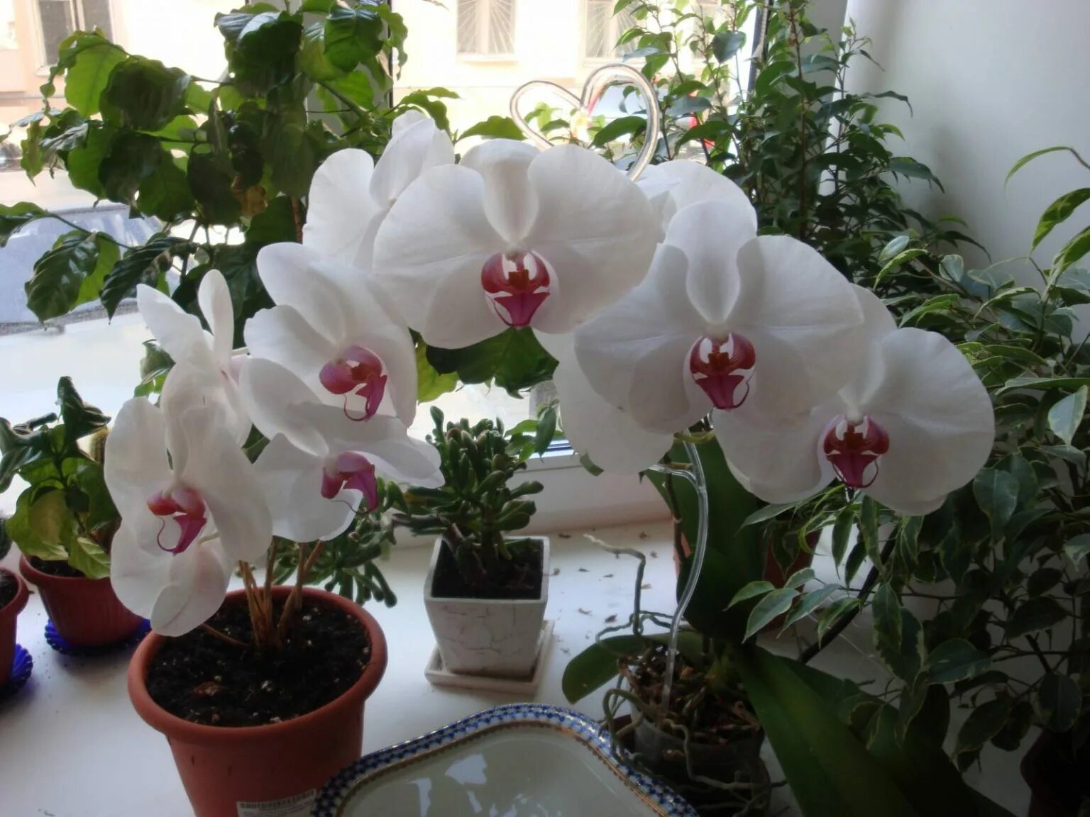 Цветок Орхидея фаленопсис. Комнатный цветок Орхидея фаленопсис. Фаленопсис Орхидея астрал. Орхидея фаленопсис Алексия.