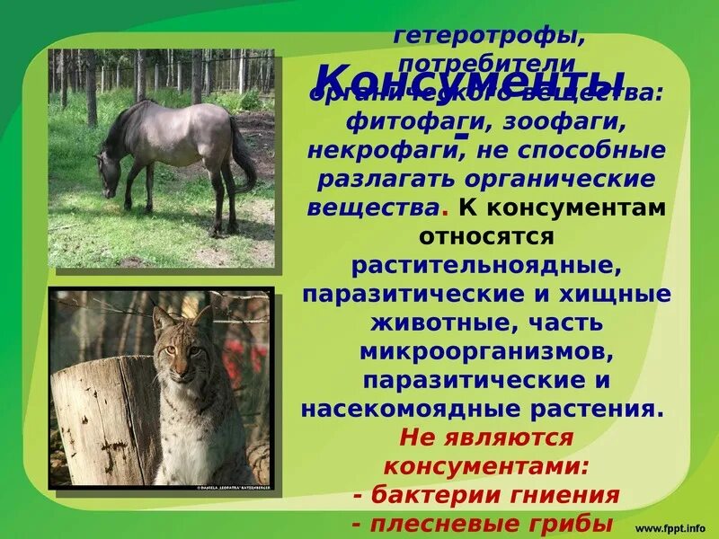 Зоофаги. Зоофаги. Зоофаги примеры. Зоофаги. Зоофаги животные.