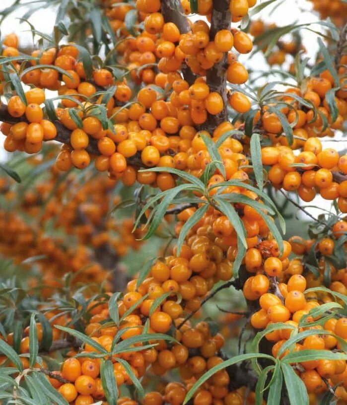 облепиха эссель. облепиха ботаническая. какие сорта облепихи. какие сорта облепихи. какие сорта облепихи.