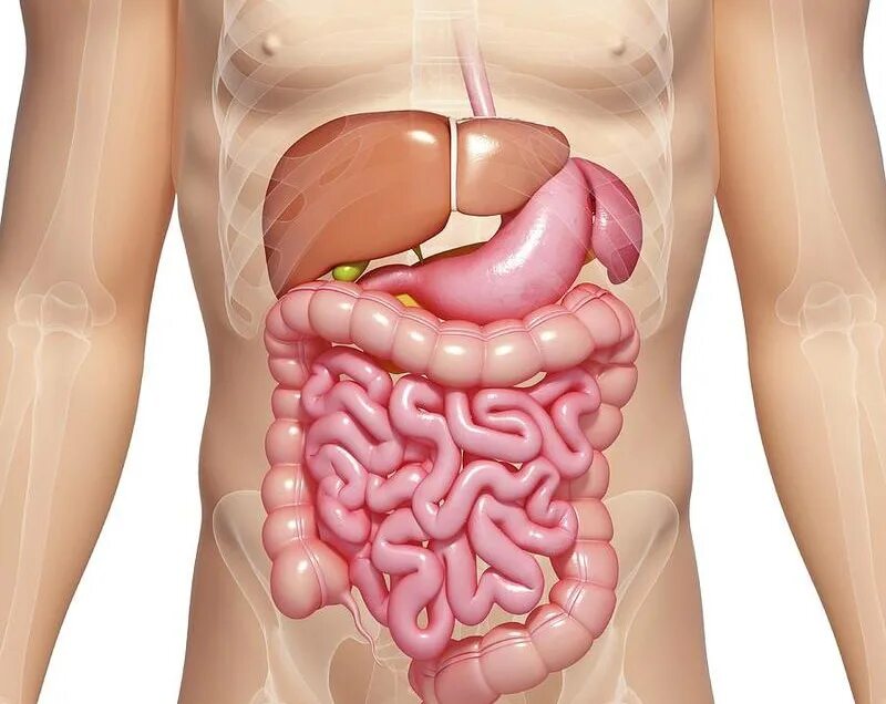 Расположена под диафрагмой в правом подреберье. Анатомия брюшной полости человека. Расположение кишечника. Внутренние органы человека кишечник.
