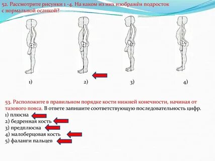 Последовательность нижней конечности начиная от тазового пояса