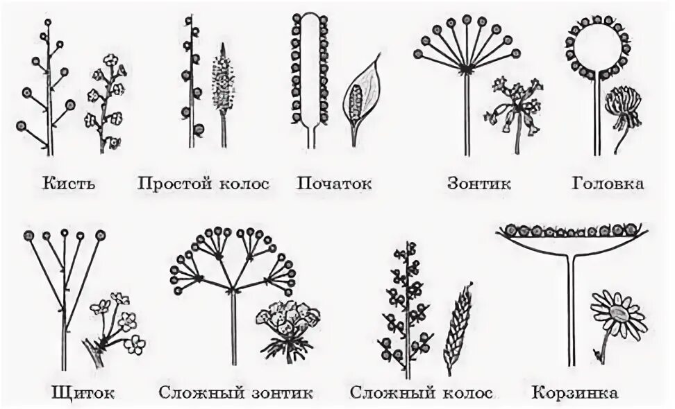 Простой початок. Схема соцветия щиток. Сложный щиток соцветие схема. Тирс соцветие. Щитковидная метелка соцветие.