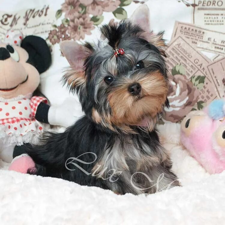 йорк или чихуахуа.