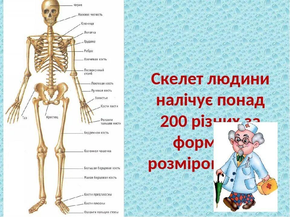 Он отличается большой и состоит из отделов. Какова роль скелета человека. Какова роль скелета человека 3 класс. Какова роль скелета человека тест. Что из перечисленного характерно для скелета человека.