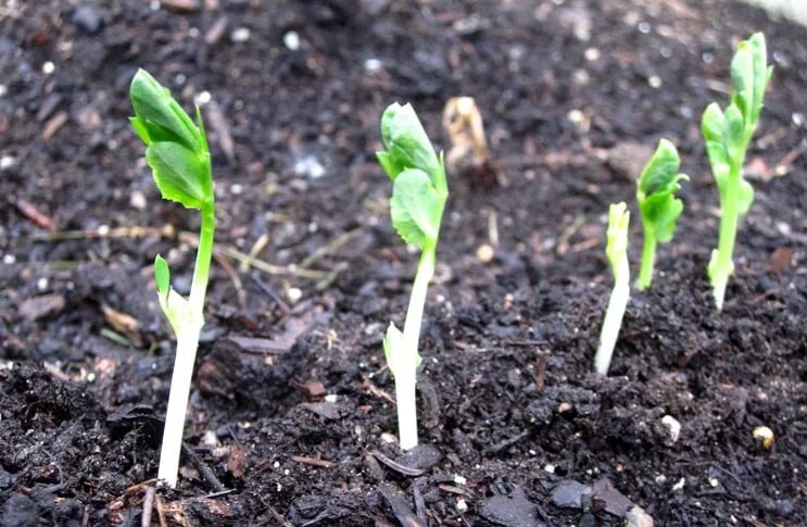 Зеленая аржентельская спаржа. Спаржа семена как выращивать. Спаржа семена как выращивать. Рассада аспарагуса. Рассада аспарагуса.