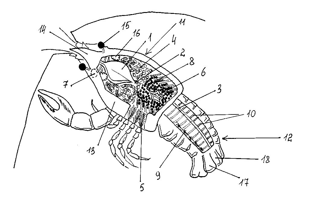 Строение речного рака рисунок